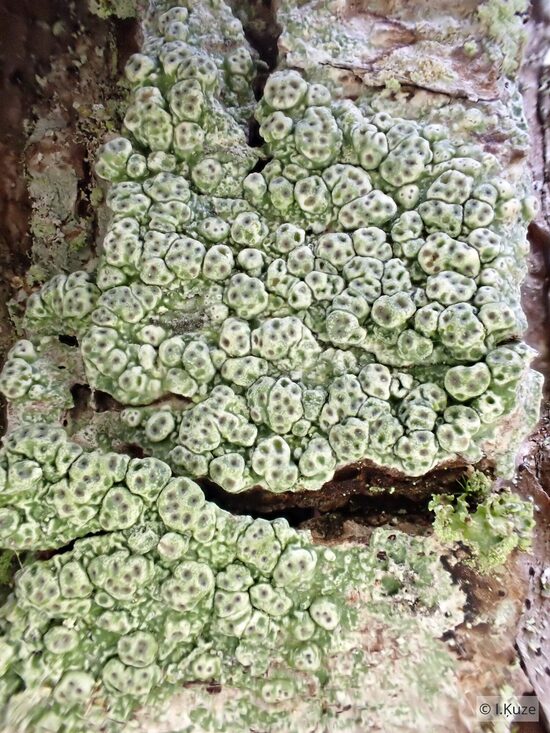 Pertusaria pertusa